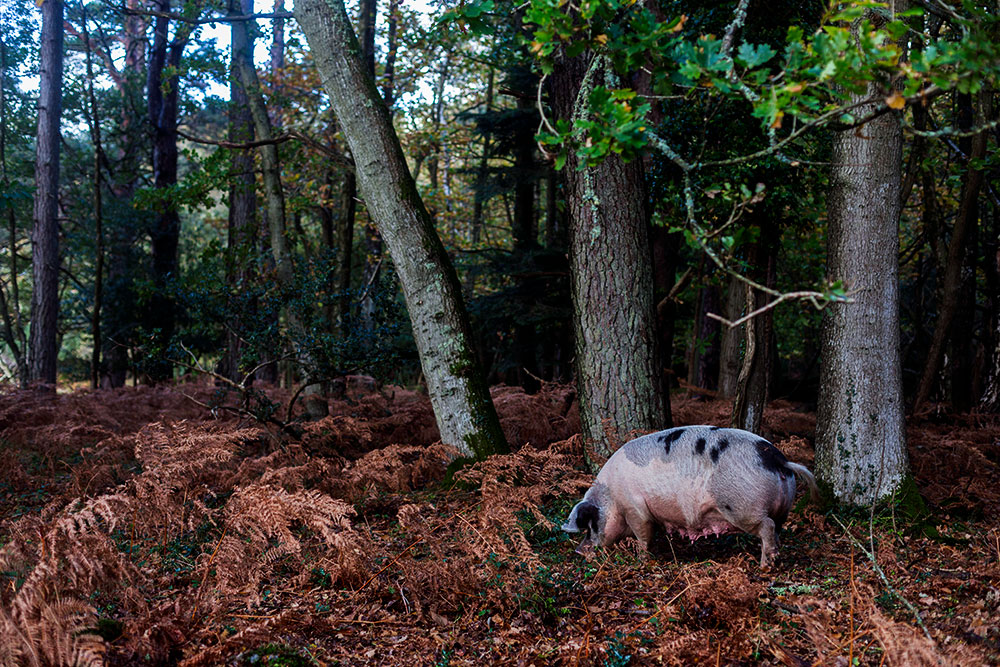 Finally Saw the Piggies!