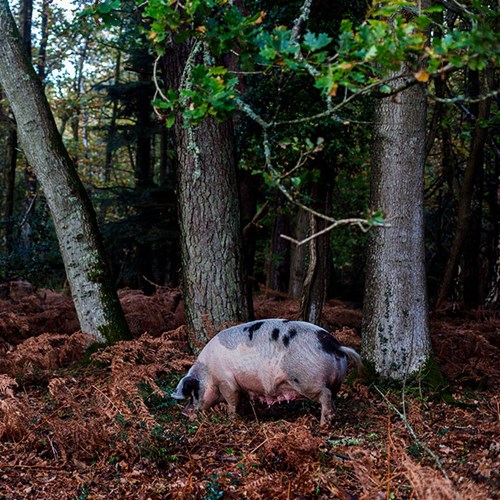 Finally Saw the Piggies!