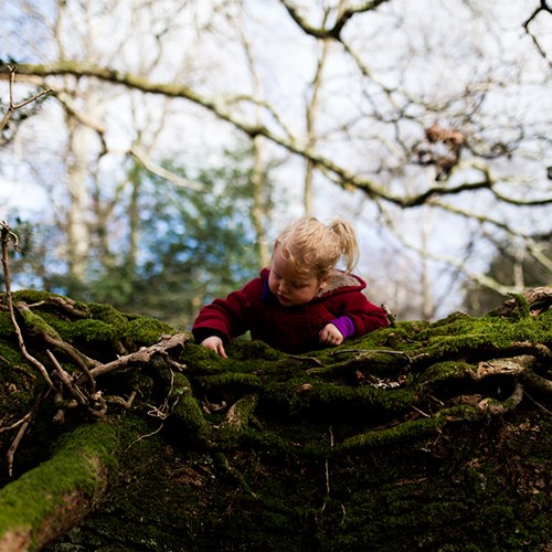 Our Return to the Forest